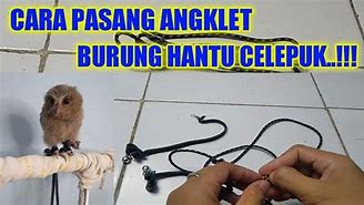 Anak Burung Celepuk